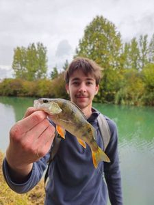 European Perch