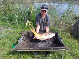 Common Carp