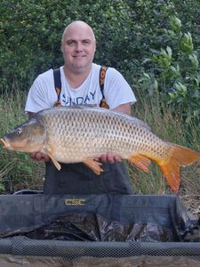 Common Carp