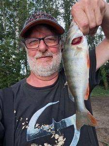 European Perch