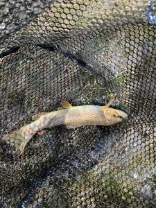 Brown Trout