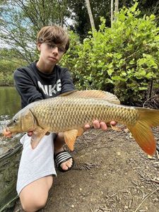 Common Carp