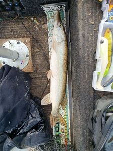 Northern Pike