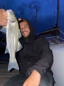 European Bass (Seabass)