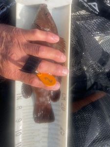 Ballan Wrasse
