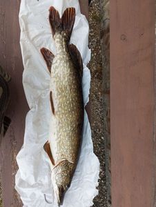 Northern Pike