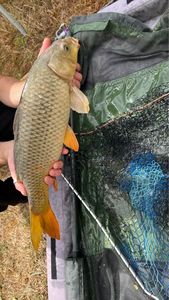 Common Carp