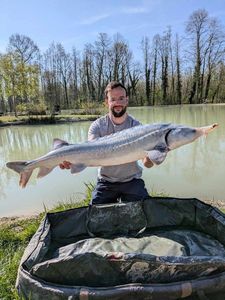 Beluga Sturgeon (European Sturgeon)