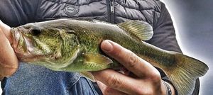Largemouth Bass