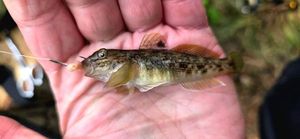 Round Goby