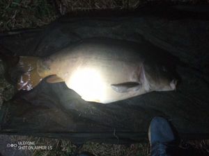 Mirror Carp