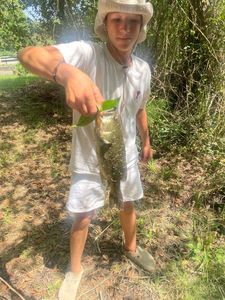 Largemouth Bass