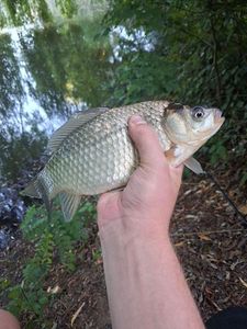 Crucian Carp