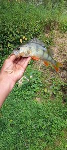 European Perch
