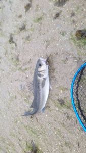 European Bass (Seabass)