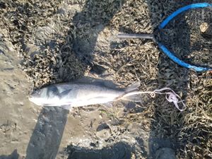 European Bass (Seabass)