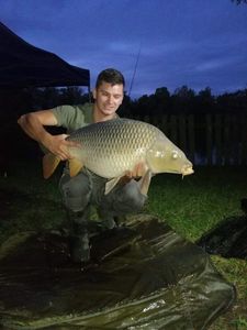 Common Carp