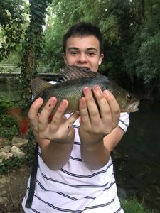 European Perch