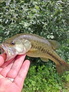 Largemouth Bass