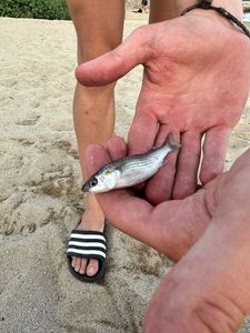 Thicklip Grey Mullet