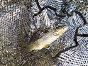 Brown Trout