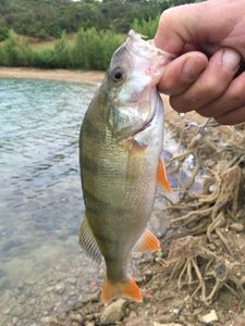 European Perch