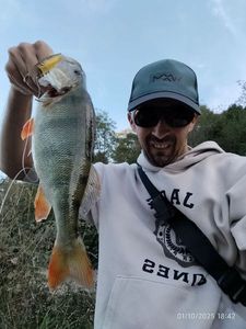 European Perch
