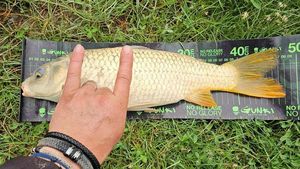 Common Carp