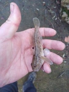 Round Goby
