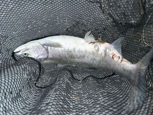 Pink Salmon