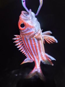 Poisson écureuil 
