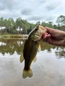Largemouth Bass