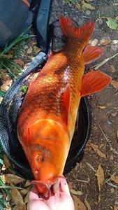 Koï Fish