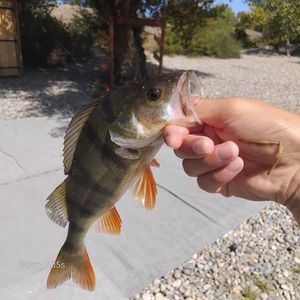 European Perch