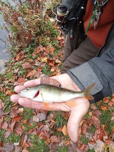 European Perch