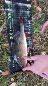 European Perch