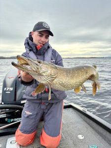 Northern Pike