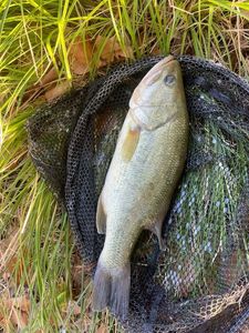 Largemouth Bass