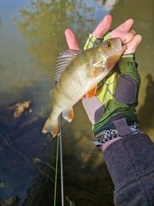 European Perch