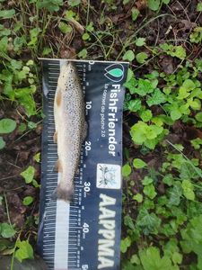 Brown Trout
