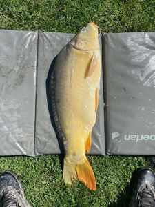 Leather Carp
