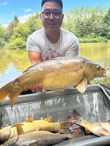 Common Carp