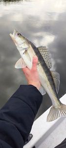 Zander