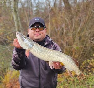 Northern Pike