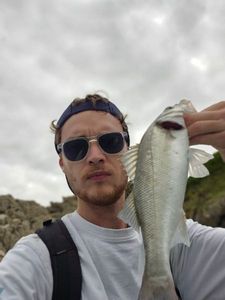 European Bass (Seabass)