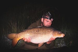 Common Carp
