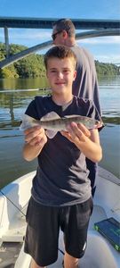 Zander