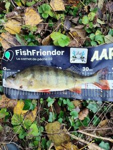 European Perch