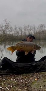 Mirror Carp