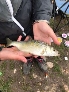Common Bream